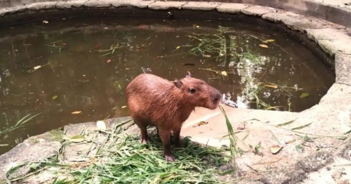 A Capivara Cissa e o Piquenique no Bosque