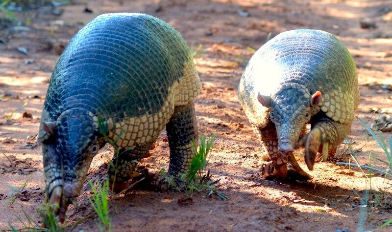 O Tatu Tonico e o Livro Azul